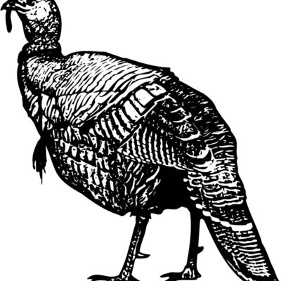 BIRD059 Thumbnail