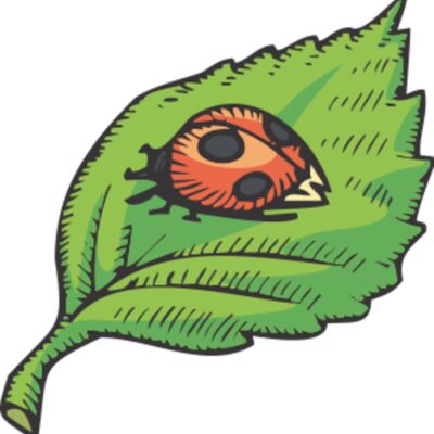 spring ladybug leaf Thumbnail